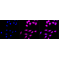 LifeSab™ INMT Rabbit mAb (20 μl)