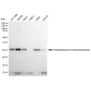 LifeSab™ INMT Rabbit mAb (20 μl)