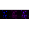 LifeSab™ PSMB10 Rabbit mAb (20 μl)