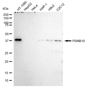 LifeSab™ PSMB10 Rabbit mAb (20 μl)