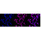 LifeSab™ PLA2G2A Rabbit mAb (20 μl)