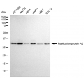 LifeSab™ RPA2 Rabbit mAb (20 μl)