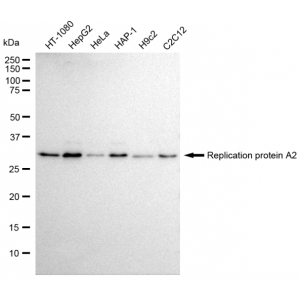 LifeSab™ RPA2 Rabbit mAb (20 μl)