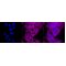 LifeSab™ VCL Rabbit mAb (20 μl)