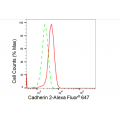 LifeSab™ CDH2 Rabbit mAb (20 μl)