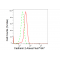 LifeSab™ CDH2 Rabbit mAb (20 μl)