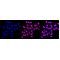 LifeSab™ CDH2 Rabbit mAb (20 μl)