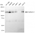 LifeSab™ CDH2 Rabbit mAb (20 μl)