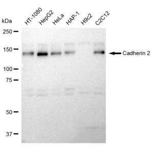 LifeSab™ CDH2 Rabbit mAb (20 μl)