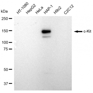 LifeSab™ c-Kit Rabbit mAb (20 μl)