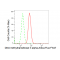 LifeSab™ DNMT3A Rabbit mAb (20 μl)