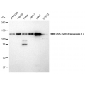 LifeSab™ DNMT3A Rabbit mAb (20 μl)