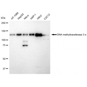 LifeSab™ DNMT3A Rabbit mAb (20 μl)