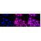 LifeSab™ PLCG1 Rabbit mAb (20 μl)