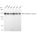 LifeSab™ PLCG1 Rabbit mAb (20 μl)