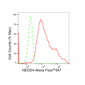 LifeSab™ NEDD4 Rabbit mAb (20 μl)