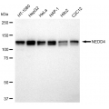 LifeSab™ NEDD4 Rabbit mAb (20 μl)