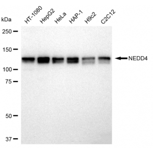 LifeSab™ NEDD4 Rabbit mAb (20 μl)