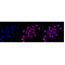 LifeSab™ SF3B3 Rabbit mAb (20 μl)