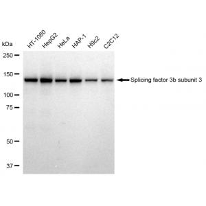 LifeSab™ SF3B3 Rabbit mAb (20 μl)