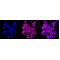 LifeSab™ MGEA5 Rabbit mAb (20 μl)