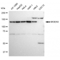 LifeSab™ MGEA5 Rabbit mAb (20 μl)