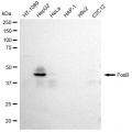 LifeSab™ FosB Rabbit mAb (20 μl)