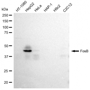 LifeSab™ FosB Rabbit mAb (20 μl)