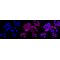 LifeSab™ GAPDH Rabbit mAb (20 μl)