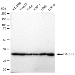 LifeSab™ GAPDH Rabbit mAb (20 μl)