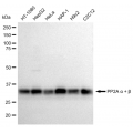 LifeSab™ PPP2CA Rabbit mAb (20 μl)