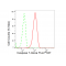 LifeSab™ CASP7 Rabbit mAb (20 μl)