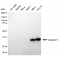 LifeSab™ CASP7 Rabbit mAb (20 μl)