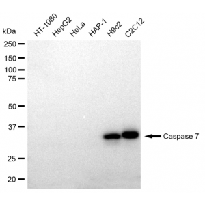 LifeSab™ CASP7 Rabbit mAb (20 μl)