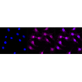 LifeSab™ Cadherin 10 Rabbit mAb (20 μl)