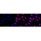 LifeSab™ Cadherin 10 Rabbit mAb (20 μl)