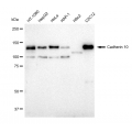 LifeSab™ Cadherin 10 Rabbit mAb (20 μl)