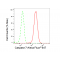 LifeSab™ CASP7 Rabbit mAb (20 μl)