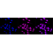 LifeSab™ CASP7 Rabbit mAb (20 μl)