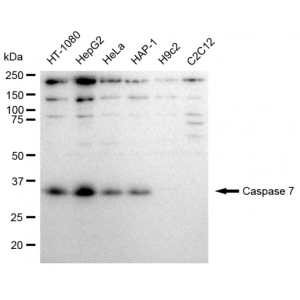 LifeSab™ CASP7 Rabbit mAb (20 μl)