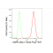 LifeSab™ PRKAB1 Rabbit mAb (20 μl)