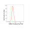 LifeSab™ TMEM173 Rabbit mAb (20 μl)