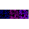 LifeSab™ TMEM173 Rabbit mAb (20 μl)