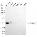 LifeSab™ TMEM173 Rabbit mAb (20 μl)