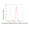 LifeSab™ TCEA1 Rabbit mAb (20 μl)