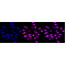 LifeSab™ TCEA1 Rabbit mAb (20 μl)