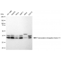 LifeSab™ TCEA1 Rabbit mAb (20 μl)