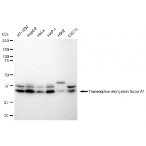 LifeSab™ TCEA1 Rabbit mAb (20 μl)