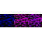 LifeSab™ CDKN2A Rabbit mAb (20 μl)