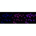 LifeSab™ CDKN2A Rabbit mAb (20 μl)